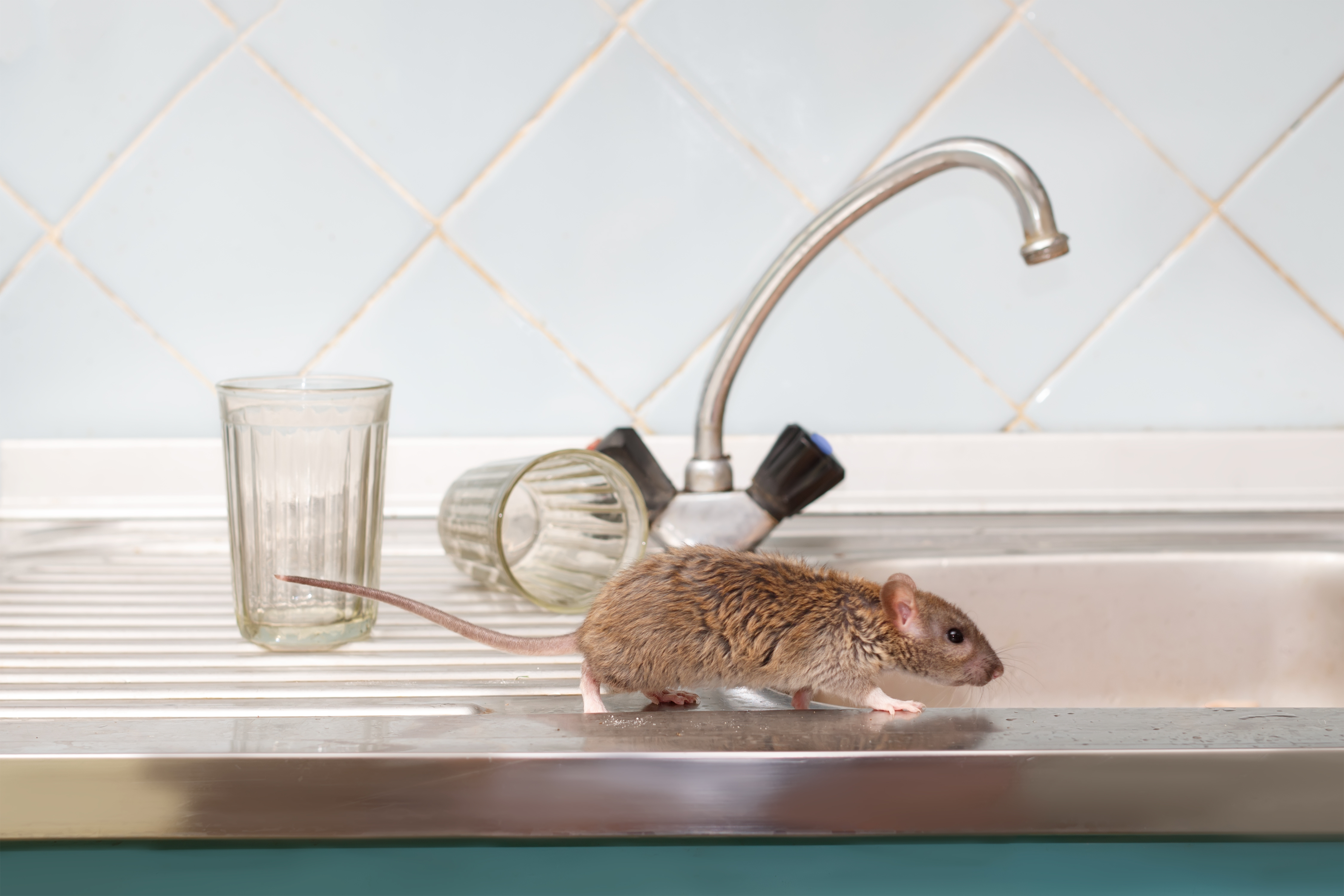 Rodent Awareness Week 2022 Rodent Facts Every Homeowner Should Know